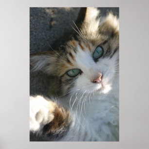 Póster Kitty juguetón