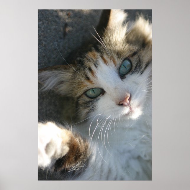 Póster Kitty juguetón (Frente)