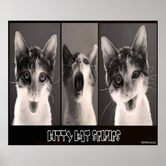 Póster Kitty Kat Selfies Poster