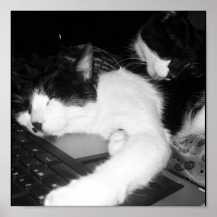 Póster Kitty Lovings...