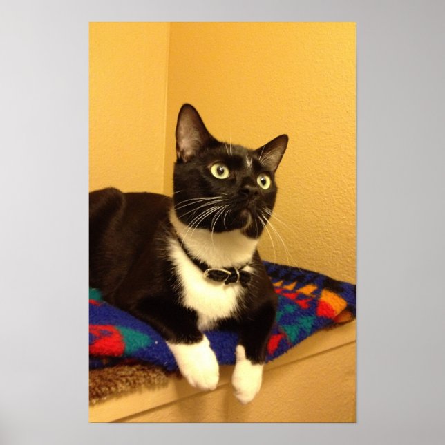 Póster Kitty poster (Frente)