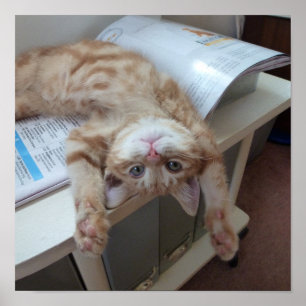 Póster Kitty Relaxing