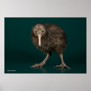Póster Kiwi del norte de Brown de la isla