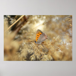 Póster Kleiner Feuerfalter