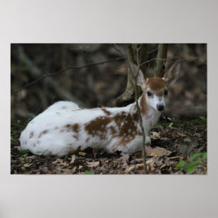 Póster KMCphoto Piebald Deer