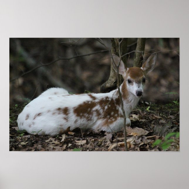 Póster KMCphoto Piebald Deer (Frente)