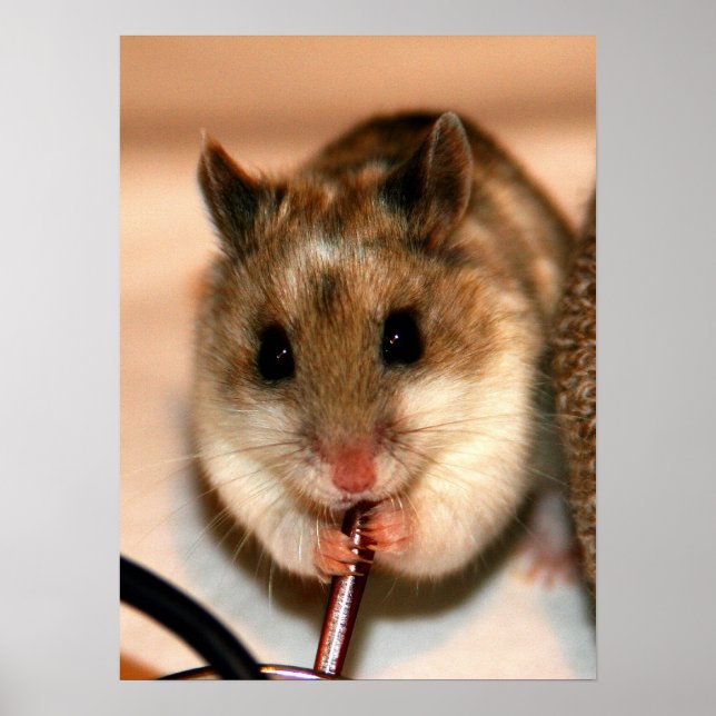 Póster Knaw (Frente)