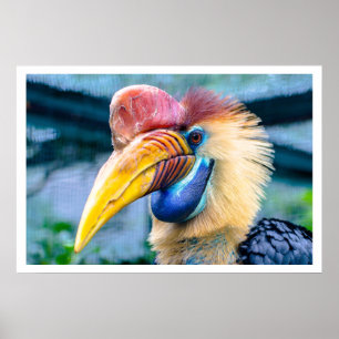 Póster Knobbed Hornbill