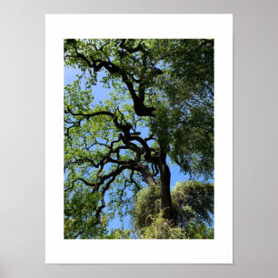 Póster Knots Fotografía en color verde de California