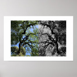 Póster Knots Reflection Photography