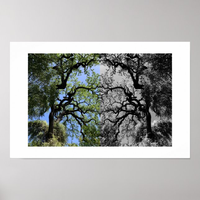 Póster Knots Reflection Photography (Frente)