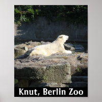 Knut el oso polar del zoológico de Berlín