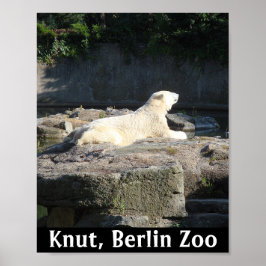 Póster Knut el oso polar del zoológico de Berlín