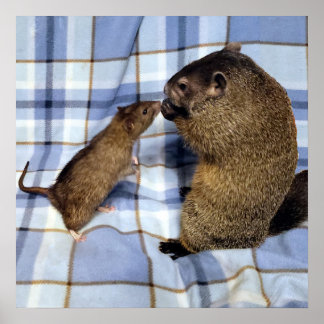 Póster Koa y Caleb Poster
