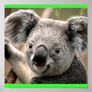 Póster Koala