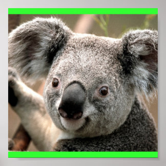 Póster Koala