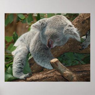 Póster Koala