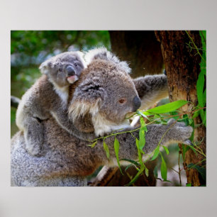 Póster Koala
