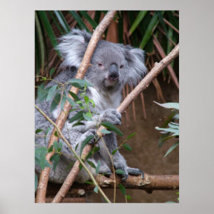 Póster Koala 14