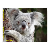 Koala australiana