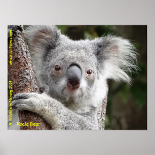 Póster Koala australiana