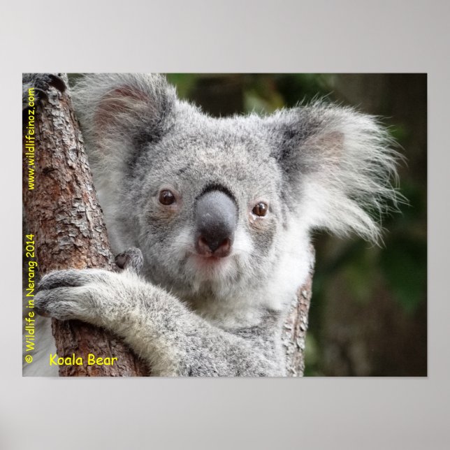 Póster Koala australiana (Frente)