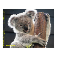 Koala australiana
