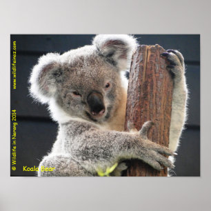 Póster Koala australiana