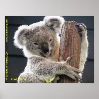 Póster Koala australiana