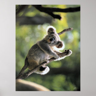 Póster Koala Bear Poster