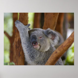 Póster Koala Bear Poster