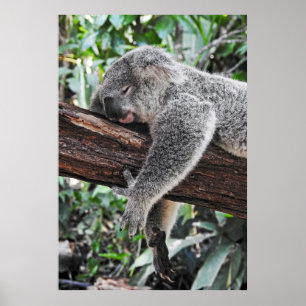 PÓSTER KOALA BEAR SLEEPING ON TREE
