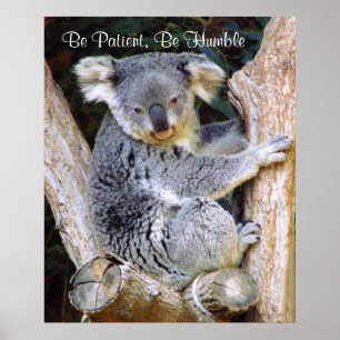 Póster Koala Bears_Poster