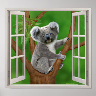 Póster Koala, bebé de ojos azules, lleva una ventana fals