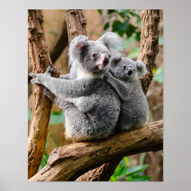 Póster Koala con un bebé en un árbol en Australia (Frente)