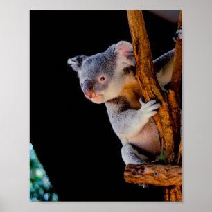 Póster Koala Cute en gris árbol
