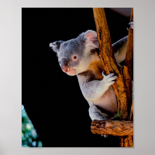 Póster Koala Cute en gris árbol (Frente)