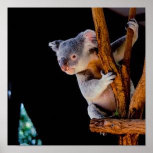 Póster Koala Cute en gris árbol