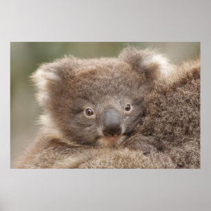 Póster Koala del bebé