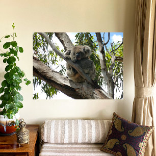 Póster Koala - Dormido