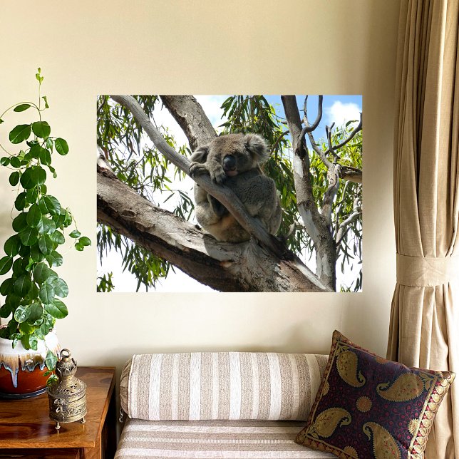 Póster Koala - Dormido (Subido por el creador)