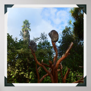 Póster Koala Duerme En Árboles,