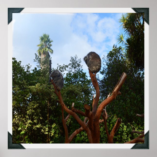 Póster Koala Duerme En Árboles, (Frente)