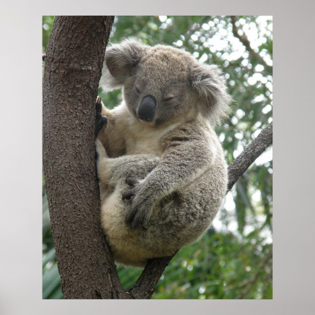 Póster Koala En Árbol Australia (Frente)