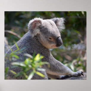 Póster Koala en el zoológico de Perth Australia