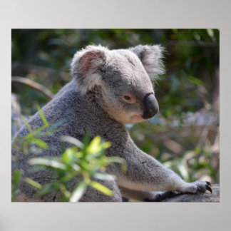 Póster Koala en el zoológico de Perth Australia