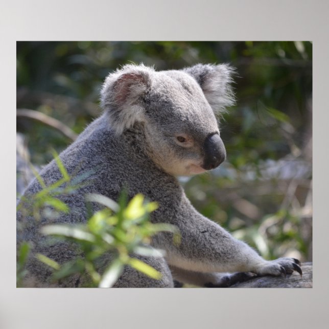 Póster Koala en el zoológico de Perth Australia (Frente)