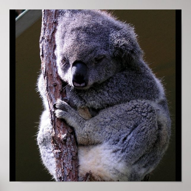 Póster Koala en Poster de árbol (Frente)
