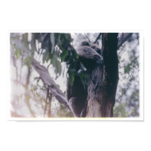 Koala en un árbol