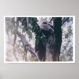 Póster Koala en un árbol